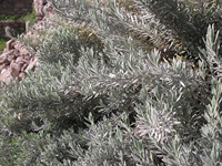 cantara riva23122011 260